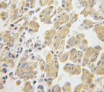 RPS3 Antibody in Immunohistochemistry (Paraffin) (IHC (P))