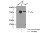 RPS3 Antibody in Immunoprecipitation (IP)