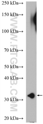 RPS3 Antibody in Western Blot (WB)