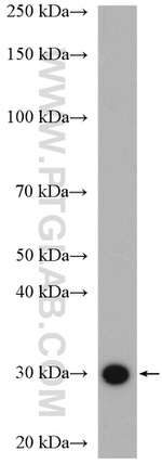 RPS3 Antibody in Western Blot (WB)