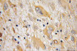 Galc Antibody in Immunohistochemistry (Paraffin) (IHC (P))