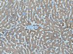 Angiotensinogen Antibody in Immunohistochemistry (Paraffin) (IHC (P))