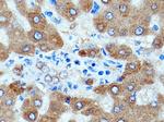 Angiotensinogen Antibody in Immunohistochemistry (Paraffin) (IHC (P))