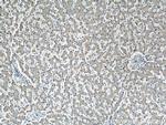 Angiotensinogen Antibody in Immunohistochemistry (Paraffin) (IHC (P))