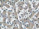 Angiotensinogen Antibody in Immunohistochemistry (Paraffin) (IHC (P))