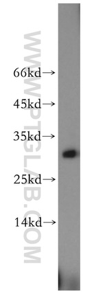 TCEAL1 Antibody in Western Blot (WB)