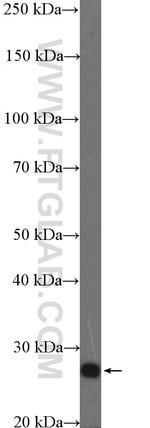 TCEAL1 Antibody in Western Blot (WB)