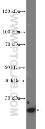 TCEAL1 Antibody in Western Blot (WB)