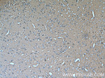 Glutamate receptor 2 Antibody in Immunohistochemistry (Paraffin) (IHC (P))