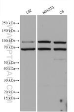 MLK3 Antibody in Western Blot (WB)