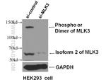 MLK3 Antibody in Western Blot (WB)