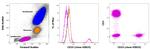 CD19 Antibody in Flow Cytometry (Flow)