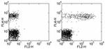 CD23 Antibody in Flow Cytometry (Flow)