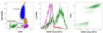 CD62P (P-Selectin) Antibody in Flow Cytometry (Flow)