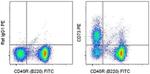 CD73 Antibody in Flow Cytometry (Flow)