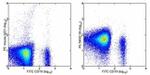 CD96 (TACTILE) Antibody in Flow Cytometry (Flow)