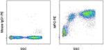 Myeloperoxidase (MPO) Antibody in Flow Cytometry (Flow)