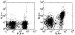 CD150 Antibody in Flow Cytometry (Flow)