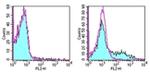 CD153 Antibody in Flow Cytometry (Flow)