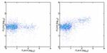 FOXP3 Antibody in Flow Cytometry (Flow)