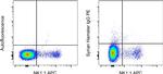 Syrian Hamster IgG Isotype Control in Flow Cytometry (Flow)