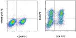 BrdU Antibody in Flow Cytometry (Flow)