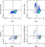 RELM alpha Antibody