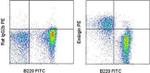 Embigin Antibody in Flow Cytometry (Flow)