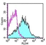 CD107b (LAMP-2) Antibody in Flow Cytometry (Flow)