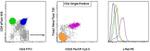 c-Rel Antibody in Flow Cytometry (Flow)