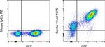 Sendai virus HN Antibody in Flow Cytometry (Flow)