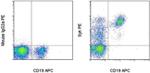 Syk Antibody in Flow Cytometry (Flow)