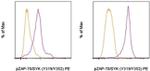 Phospho-ZAP70/Syk (Tyr319, Tyr352) Antibody in Flow Cytometry (Flow)