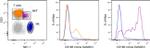 CD186 (CXCR6) Antibody