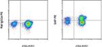 SAP (SLAM-Associated Protein) Antibody in Flow Cytometry (Flow)