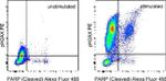 Phospho-Histone H2A.X (Ser139) Antibody in Flow Cytometry (Flow)