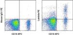 Lambda light chain Antibody in Flow Cytometry (Flow)