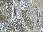 EFEMP2 Antibody in Immunohistochemistry (Paraffin) (IHC (P))