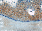 EFEMP2 Antibody in Immunohistochemistry (Paraffin) (IHC (P))