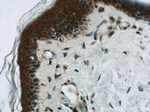 EFEMP2 Antibody in Immunohistochemistry (Paraffin) (IHC (P))