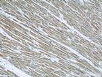 EFEMP2 Antibody in Immunohistochemistry (Paraffin) (IHC (P))