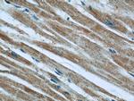 EFEMP2 Antibody in Immunohistochemistry (Paraffin) (IHC (P))