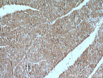 VPS45 Antibody in Immunohistochemistry (Paraffin) (IHC (P))