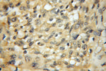 VPS45 Antibody in Immunohistochemistry (Paraffin) (IHC (P))