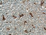 TIMD4 Antibody in Immunohistochemistry (Paraffin) (IHC (P))