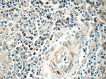 CAMP Antibody in Immunohistochemistry (Paraffin) (IHC (P))