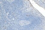 CAMP Antibody in Immunohistochemistry (Paraffin) (IHC (P))