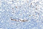 CAMP Antibody in Immunohistochemistry (Paraffin) (IHC (P))