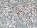 CAMP Antibody in Immunohistochemistry (Paraffin) (IHC (P))