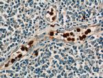 CAMP Antibody in Immunohistochemistry (Paraffin) (IHC (P))